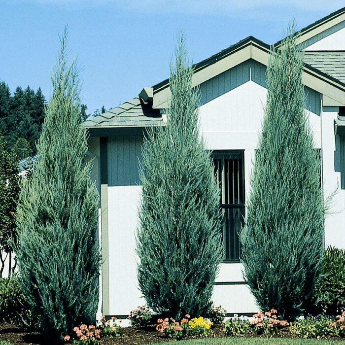 Sky Rocket Blue Juniper Tree Live Plant Trade Gallon Pot