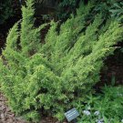 Shimpaku Dwarf Chinese Juniper Live Plant 25 Qt