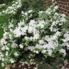 Delaware Valley White Azalea Live Plant Full Gallon Pot