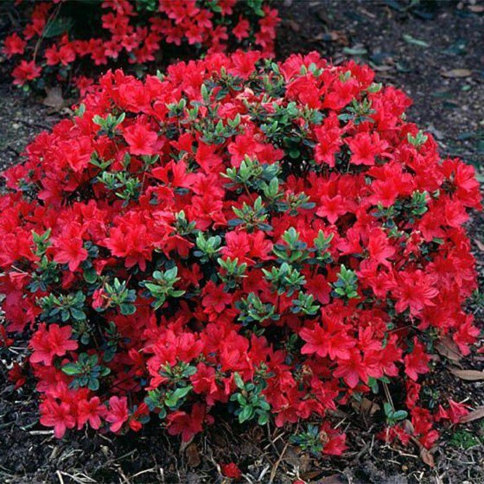 Hershey Red Azalea Live Plant Full Gallon Pot