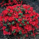 Hershey Red Azalea Live Plant Full Gallon Pot
