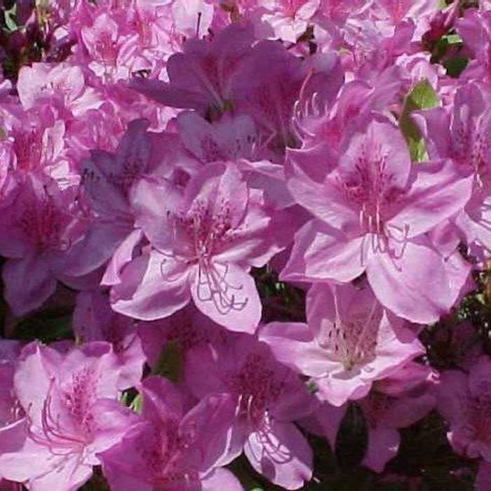 Poukhanense Lavender Korean Azalea Live Plant Full Gallon Pot