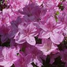 Poukhanense Lavender Korean Azalea Live Plant Full Gallon Pot