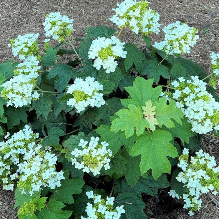 Pee Wee Dwarf Oakleaf Hydrangea Live Plant 25 Qt