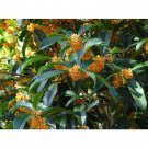 Apricot Echo Orange Tea Olive Osmanthus Live Plant 25 Qt