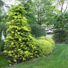 Crippsii Golden Hinoki Cypress Live Plant 25 Qt