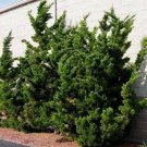 Hollywood Juniper Tree Kaizuka Live Plant Trade Gallon Pot