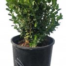 Baby Gem Boxwood Live Plant Full Gallon Pot