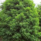 3 Bald Cypress Trees Taxodium Distichum Bareroot Seedling 1 2 Feet Tall Dormant 3 Live Trees