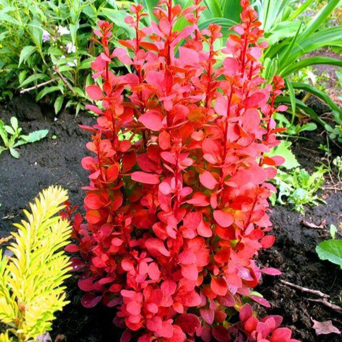 Orange Rocket Barberry Live Plant Full Gallon Pot