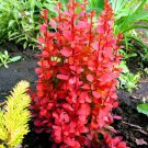 Orange Rocket Barberry Live Plant Full Gallon Pot