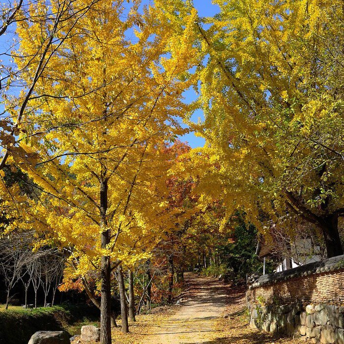3 Ginkgo Biloba Tree Maidenhair Bareroot Seedling 1 2 Feet Tall Dormant 3 Live Trees
