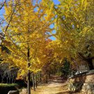 3 Ginkgo Biloba Tree Maidenhair Bareroot Seedling 1 2 Feet Tall Dormant 3 Live Trees