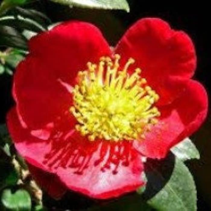 Yuletide Red Camellia Sasanqua Live Plant Full Gallon Pot