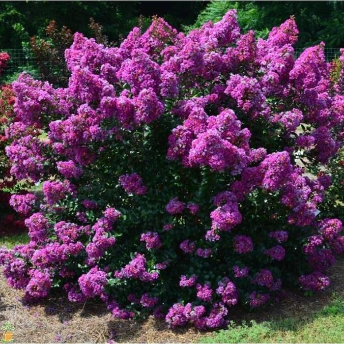 First Editions Purple Magic Dwarf Crape Myrtle Live Plant Full Gallon Pot