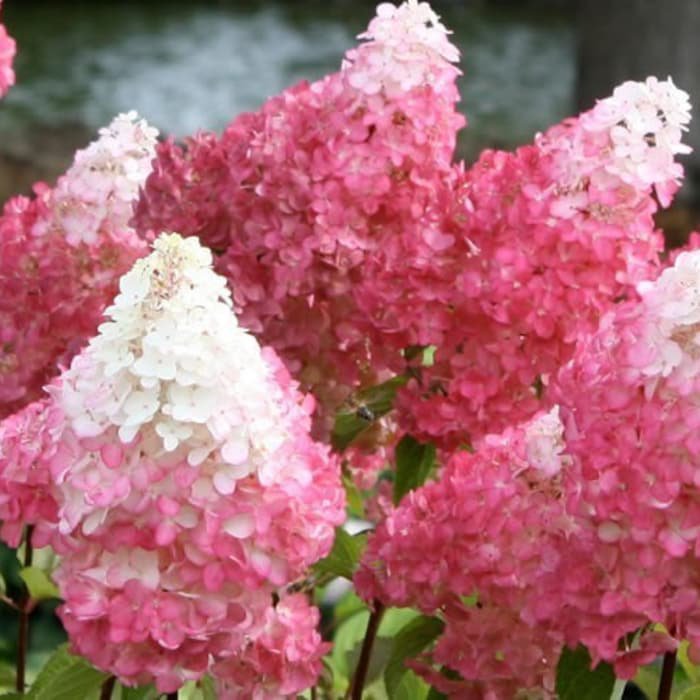 First Editions Vanilla Strawberry Panicle Hydrangea Live Plant Full Gallon Pot