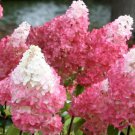 First Editions Vanilla Strawberry Panicle Hydrangea Live Plant Full Gallon Pot