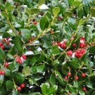 4 Dwarf Burford Holly Bushes Live Plants 1 Qt 4 Live Plants