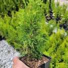 4 Emerald Green Arborvitae Trees Thuja Quart Pot 4 Live Plants