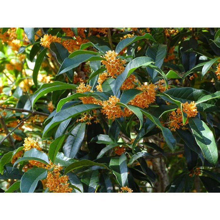 Apricot Echo Orange Tea Olive Osmanthus Live Plant 2 Gallon Pot