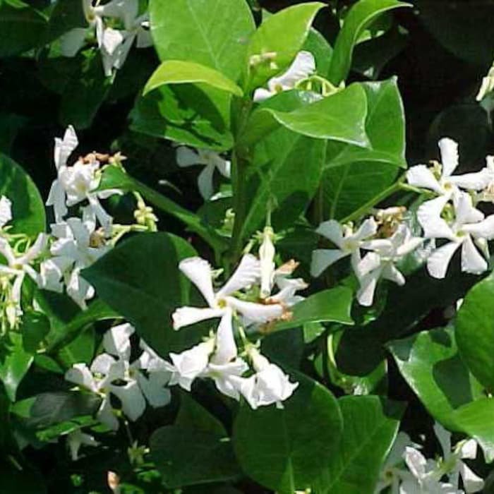 Confederate Jasmine Vine 3 4 Feet Tall 2 Gallon Pot