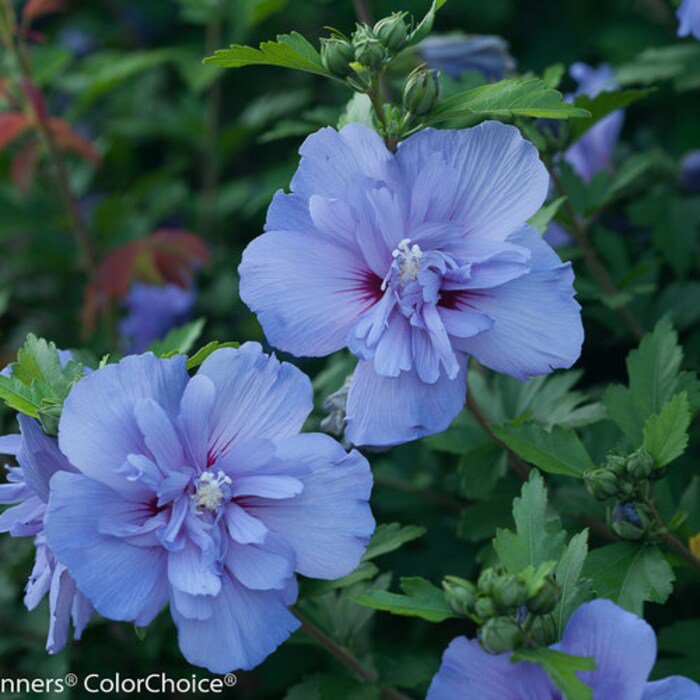 Blue Chiffon Hibiscus Althea Rose Of Sharon Live Plant 2 Gallon Pot