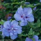Blue Chiffon Hibiscus Althea Rose Of Sharon Live Plant 2 Gallon Pot