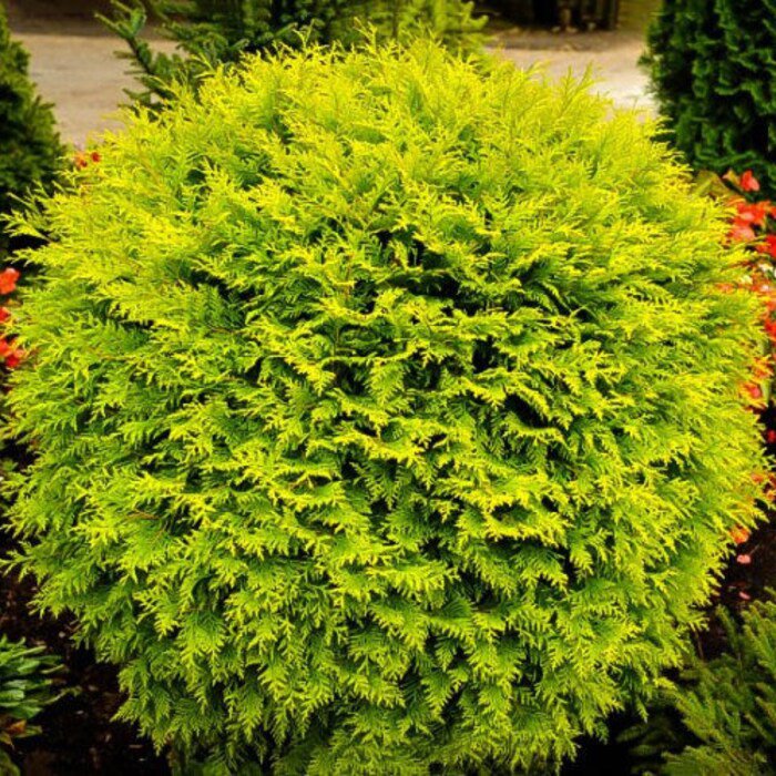 Golden Globe Dwarf Arborvitae Thuja Live Plant 3 Gallon Pot