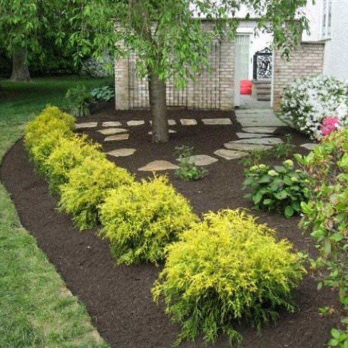 Gold Mop Weeping Threadleaf Cypress Live Plant 3 Gallon Pot