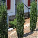 Sky Pencil Japanese Holly Tree Live Plant 3 Gallon Pot