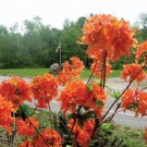 Mandarin Lights Orange Deciduous Azalea Live Plant 3 Gallon Pot