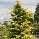 Crippsii Golden Hinoki Cypress Live Plant 3 Gallon Pot