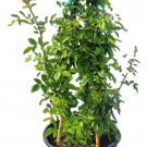 Peggy Martin Pink Climbing Rose Live Plant 3 Gallon Pot
