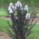Ebony And Ivory Crape Myrtle Tree Live Plant 3 Gallon Pot