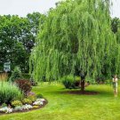 Weeping Willow Tree Salix 4 6 Feet Tall 2 Gallon Pot