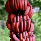 Cuban Red Banana Plant Aka Red Dacca Live Plant