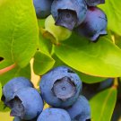 Blueberry Starter Plant Biloxi