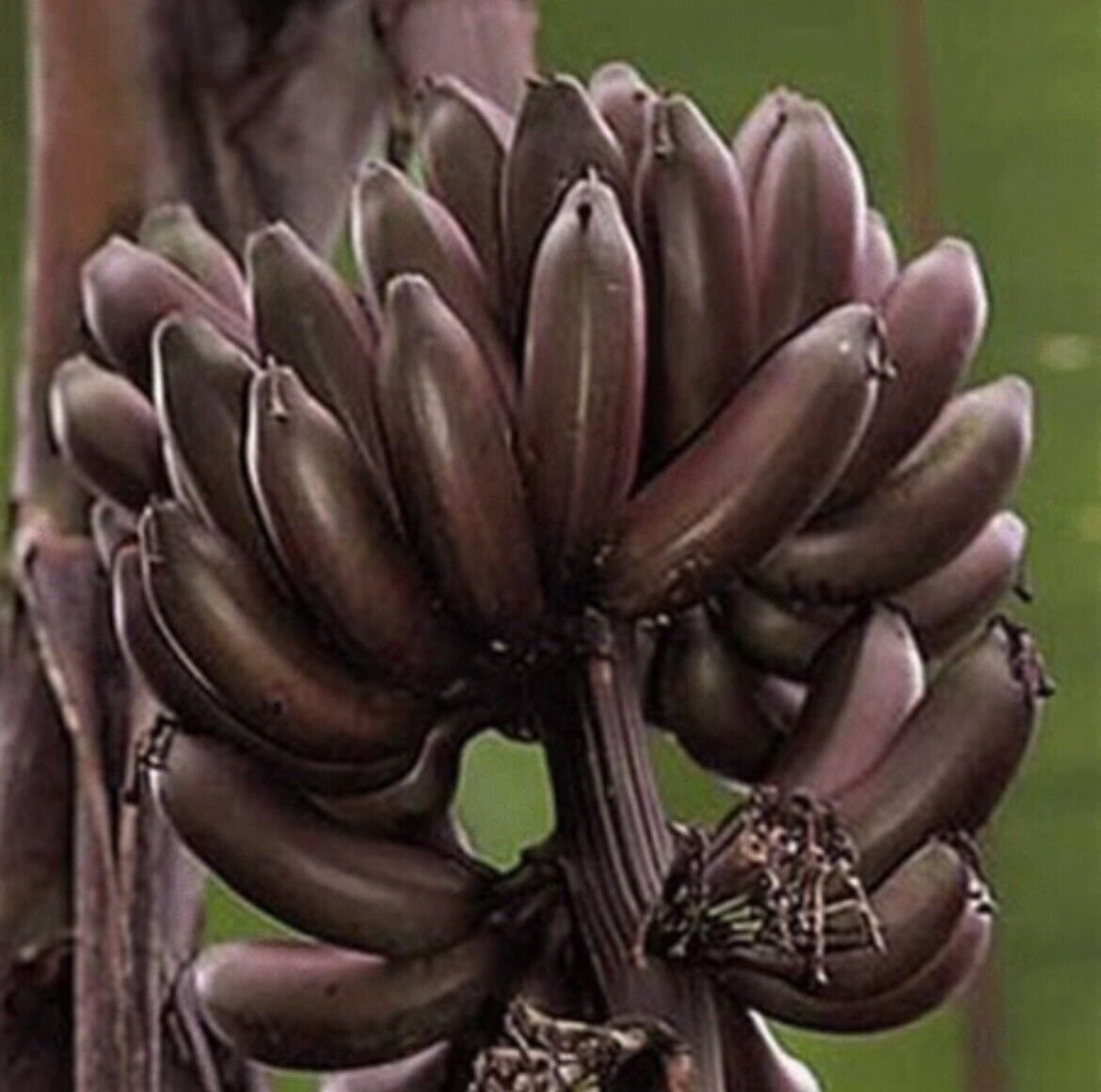 Dwarf Red Bananas 1 Edible Red Banana Sumatrana X Cross Red Banana Amazing