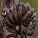 Dwarf Red Bananas 1 Edible Red Banana Sumatrana X Cross Red Banana Amazing