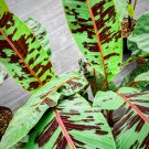 Musa Zebrina Live Banana Plant