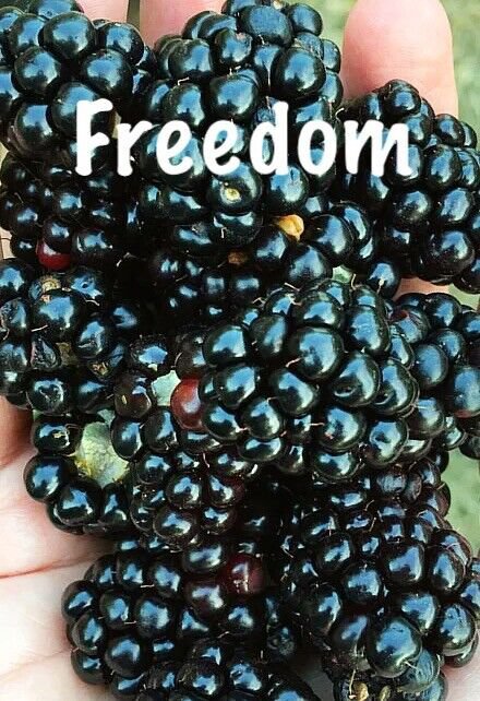 10 Prime Ark Freedom Live Thornless Blackberry Plants Cold Hardy 2 Crops