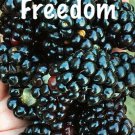 10 Prime Ark Freedom Live Thornless Blackberry Plants Cold Hardy 2 Crops
