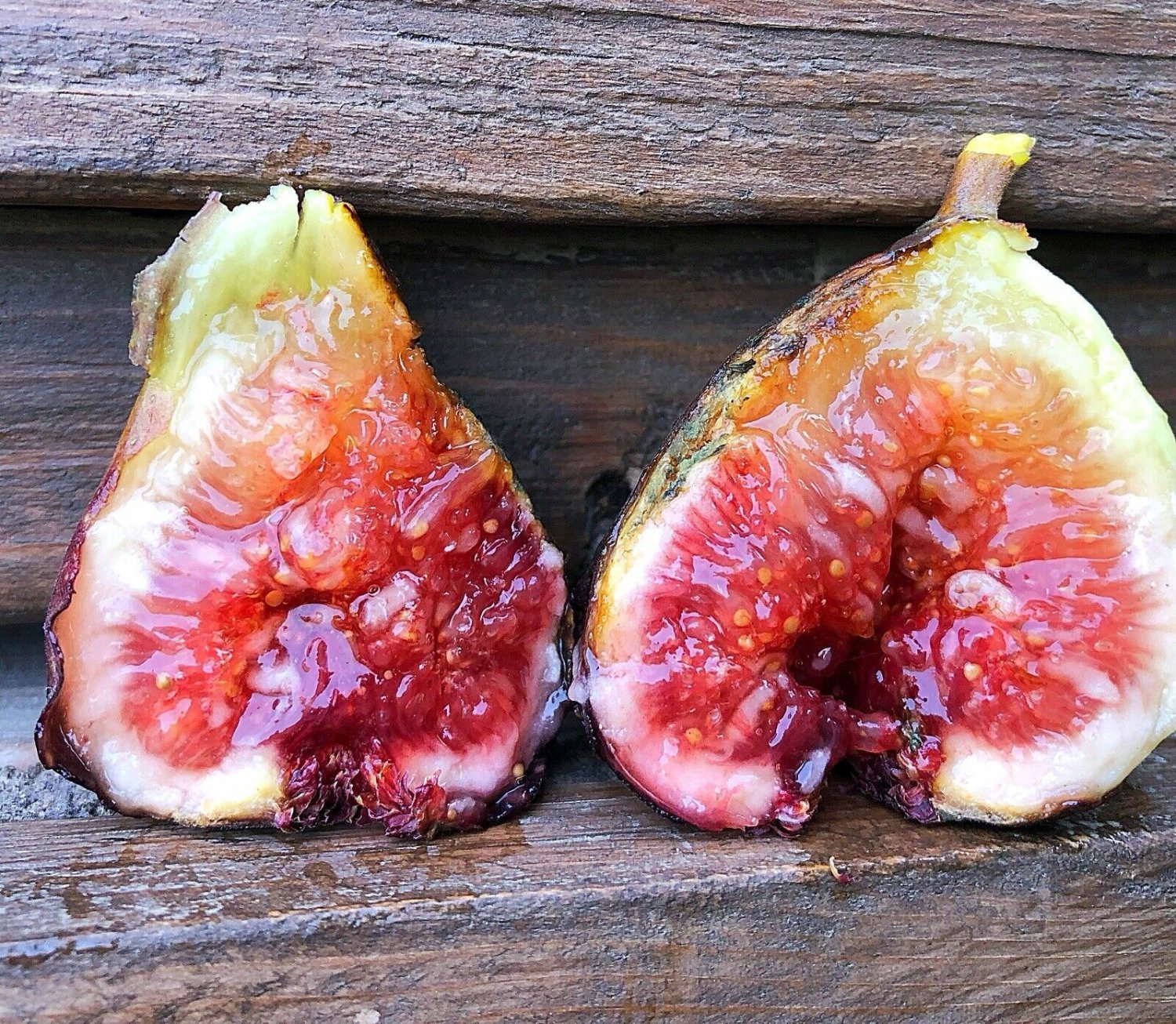 Fig Tree Magnolia Fruiting Fig Tree Ficus Carica