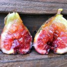 Fig Tree Magnolia Fruiting Fig Tree Ficus Carica