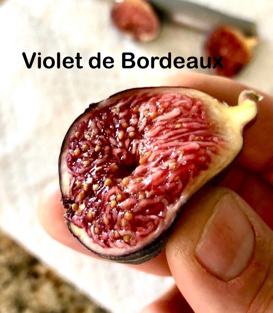 Fig Tree Edible Live Plant Violet De Bordeaux
