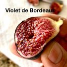 Fig Tree Edible Live Plant Violet De Bordeaux
