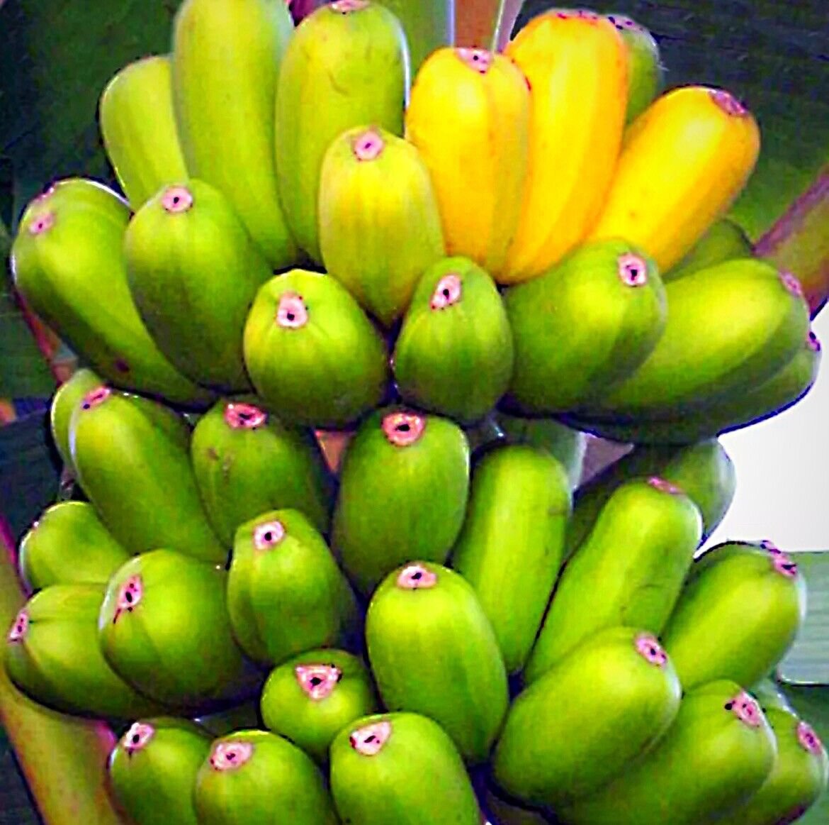 Banana Hawaiian Popoulu Red Trunk Tongan Musa