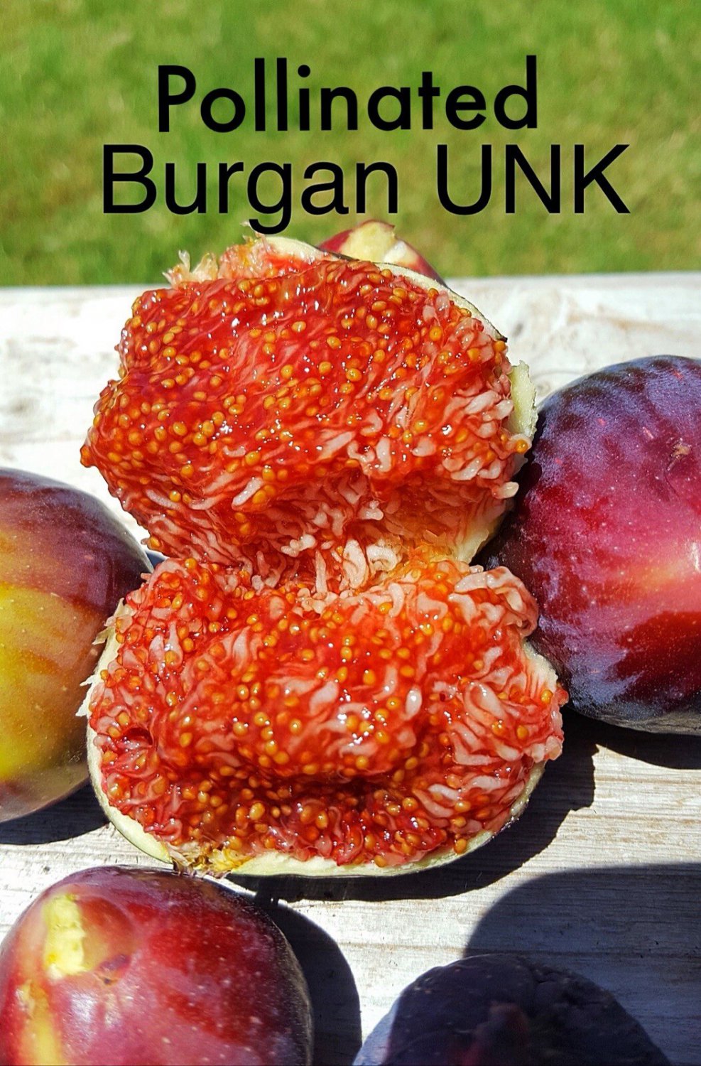 Figs Tree Cutting Burgan Ukn 2 Cuttings