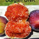 Figs Tree Cutting Burgan Ukn 2 Cuttings