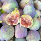 Fig Trees Cuttings 3 Grise St Jean Early And Tasty